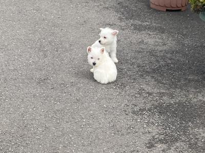 West Highland Terrier puppies in Wexford