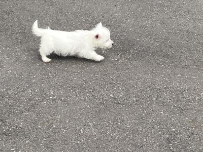 West Highland Terrier puppies in Wexford