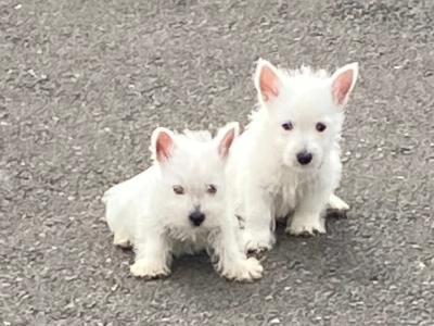 West Highland Terrier pups