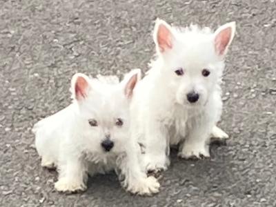 West Highland Terrier puppies in Wexford