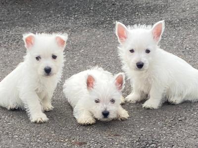 West Highland Terrier puppies in Wexford