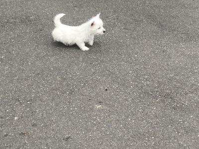 West Highland Terrier puppies in Wexford