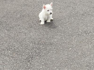 West Highland Terrier puppies in Wexford