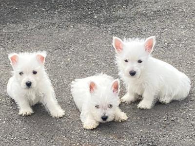 West Highland Terrier puppies in Wexford