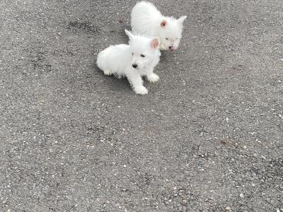 West Highland Terrier puppies in Wexford