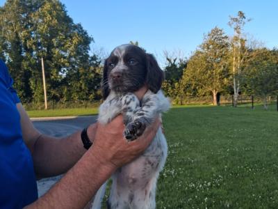 Sprocker pups in Laois