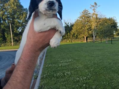 Sprocker pups in Laois
