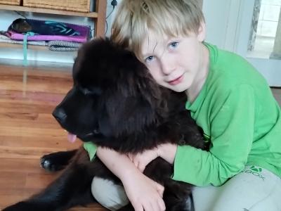 Quality, IKC Pedigree Newfoundland