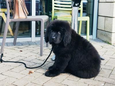 Quality IKC Registered Pedigree Newfoundland (male)