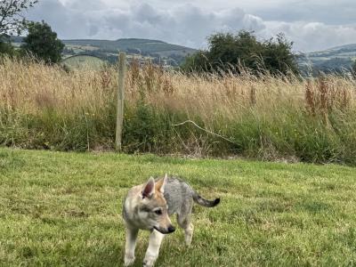 Rare Czechoslovakian Wolfdog Puppies