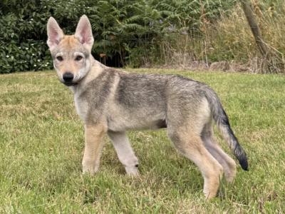 Rare Czechoslovakian Wolfdog Puppies