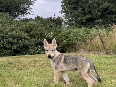 Rare Czechoslovakian Wolfdog Puppies