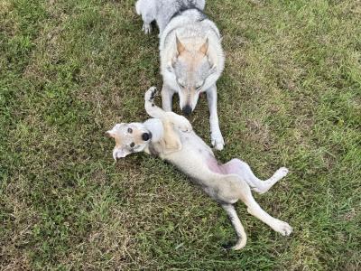 Rare Czechoslovakian Wolfdog Puppies