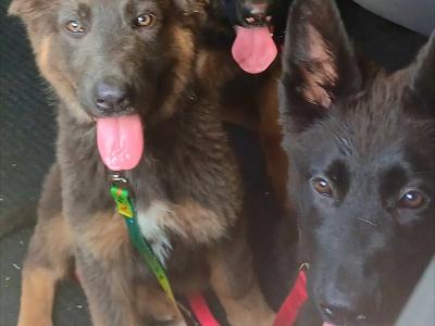 IKC Female German Shepherd Pup