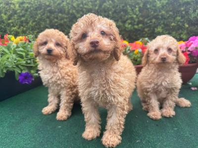 Beautiful Toy Poodle puppies 🐶 in Kilkenny