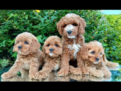 Beautiful healthy Cavapoo puppies available in Cavan