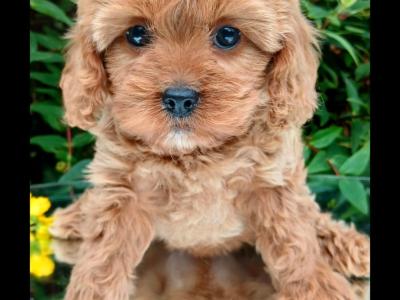 Beautiful healthy Cavapoo puppies available in Cavan