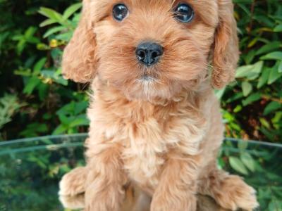 Beautiful healthy Cavapoo puppies available in Cavan