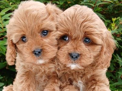 Beautiful healthy Cavapoo puppies available in Cavan