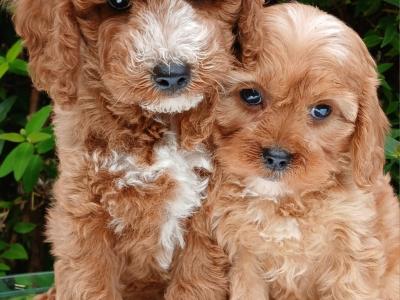 Beautiful healthy Cavapoo puppies available in Cavan