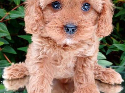 Beautiful healthy Cavapoo puppies available in Cavan