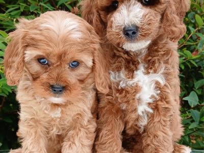 Beautiful healthy Cavapoo puppies available in Cavan