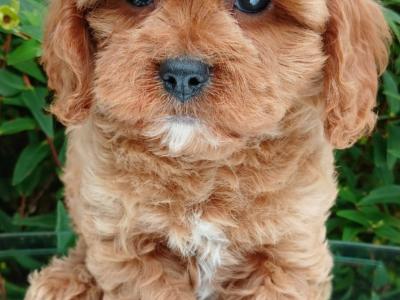 Beautiful healthy Cavapoo puppies available in Cavan