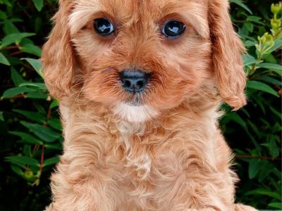 Beautiful healthy Cavapoo puppies available in Cavan