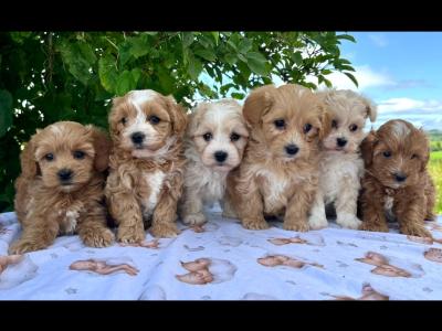 Vet checked miniature Doodle puppies available in Cavan