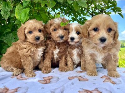 Vet checked miniature Doodle puppies available in Cavan