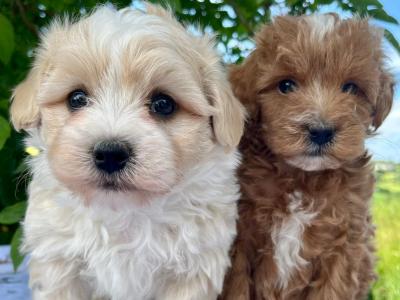 Vet checked miniature Doodle puppies available in Cavan