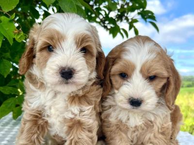 Vet checked miniature Doodle puppies available in Cavan