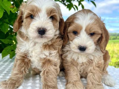 Vet checked miniature Doodle puppies available in Cavan