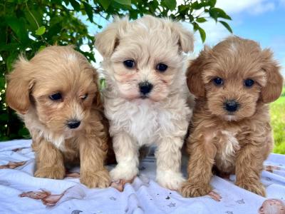Vet checked miniature Doodle puppies available in Cavan