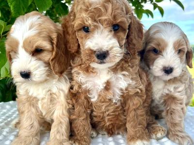 Vet checked miniature Doodle puppies available in Cavan