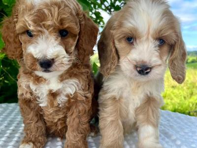 Vet checked miniature Doodle puppies available in Cavan