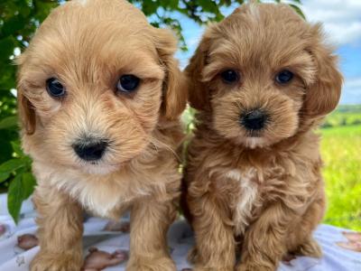 Vet checked miniature Doodle puppies available in Cavan