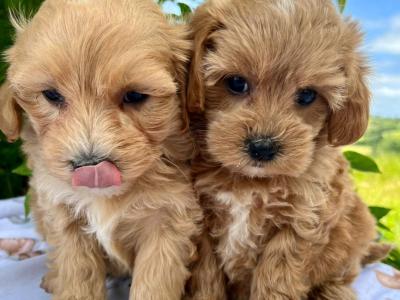 Vet checked miniature Doodle puppies available in Cavan