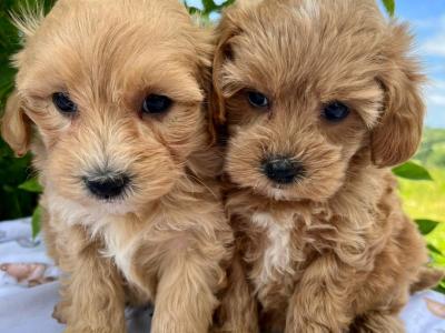 Vet checked miniature Doodle puppies available in Cavan