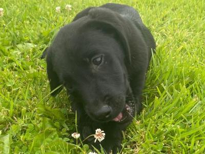 Irish Kennel Club Registered Labrador puppies for sale in Offaly