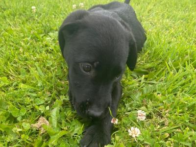 Irish Kennel Club Registered Labrador puppies for sale in Offaly
