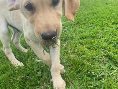 Irish Kennel Club Registered Labrador puppies for sale in Offaly