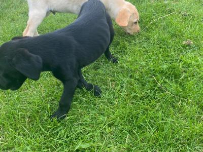 Irish Kennel Club Registered Labrador puppies for sale in Offaly