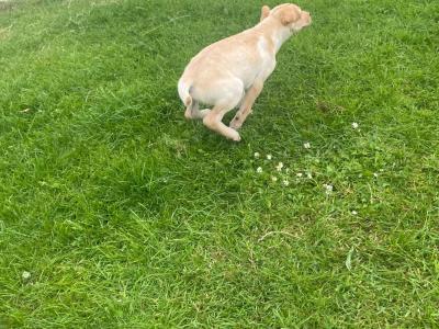 Irish Kennel Club Registered Labrador puppies for sale in Offaly