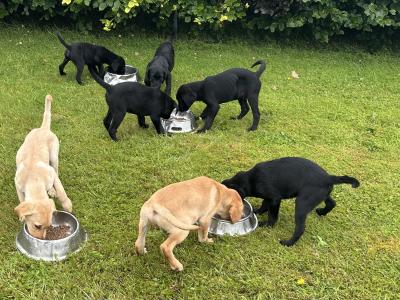 Irish Kennel Club Registered Labrador puppies for sale in Offaly