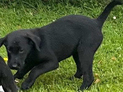 Irish Kennel Club Registered Labrador puppies for sale in Offaly