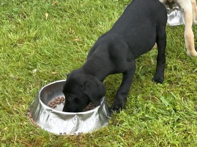 Irish Kennel Club Registered Labrador puppies for sale in Offaly