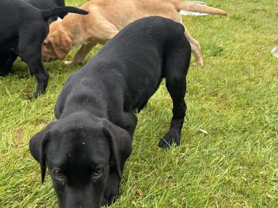 Irish Kennel Club Registered Labrador puppies for sale in Offaly