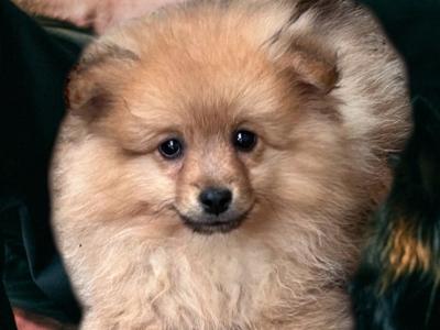 Male Pomeranian pup for sale in Wexford
