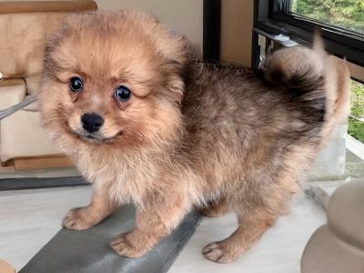 Male Pomeranian pup for sale in Wexford